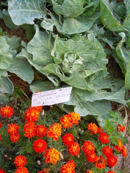 Cabbages with pest-deterring marigolds.