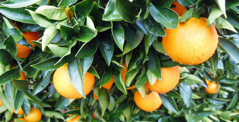 Oranges trees in Perth, Australia.